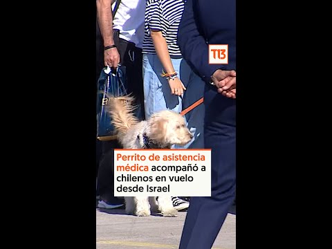 Atom, el perro que hizo de apoyo emocional a niños chilenos en el vuelo desde Israel
