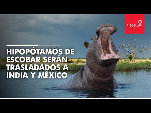 Hipopótamos serán trasladados a India y México | Caracol Radio