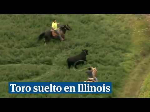 Atrapan un toro tras escaparse y huir en mitad del campo