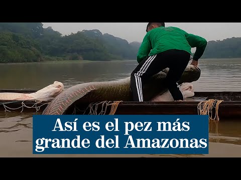 Así es el pez más grande del Amazonas que estuvo a punto de desaparecer
