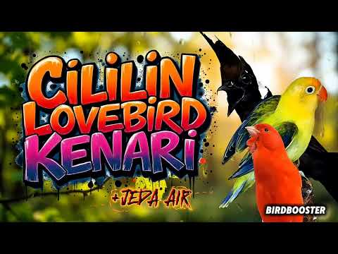 MASTERAN BURUNG SATU JALUR CILILIN LOVEBIRD KENARI + JEDA TERAPI AIR
