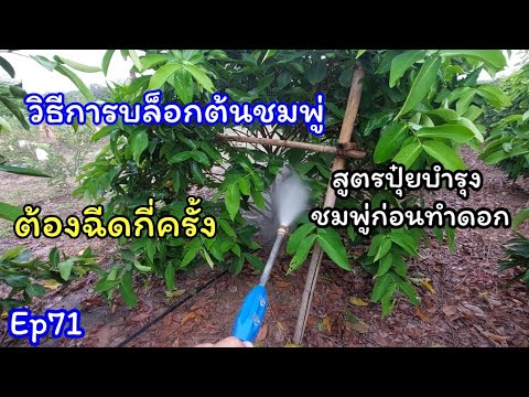 สูตรปุ๋ยฉีดบำรุงต้นก่อนทำการบล