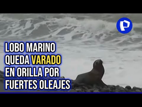 Callao: Lobo marino queda varado en orilla por fuerte oleajes