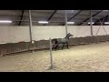 Show jumping horse Knappe jonge hengst