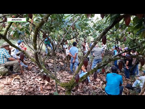 Precios del cacao aumentaron - Teleantioquia Noticias