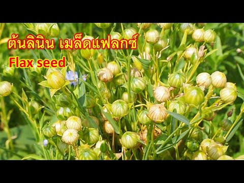 ต้นลินิน-เมล็ดแฟลกซ์-Flaxseed- ต้นลินิน-เมล็ดแฟลกซ์-Flaxseed-