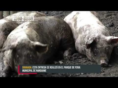 Mujeres nandaimeñas reciben bono de cerdo del INTA - Nicaragua