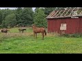 حصان الفروسية KWPN merrie (LowlandsX Rousseau-elite)