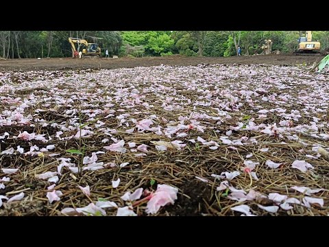 ดูผึ้งโกนญี่ปุ่นหมูป่าชากุระร่