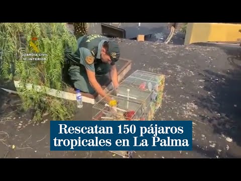La Guardia Civil pone a salvo a 150 pájaros tropicales en La Palma