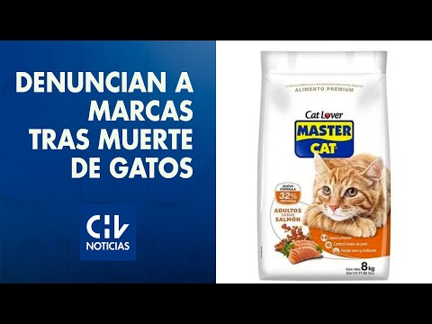 Gatos han fallecido tras consumir alimentos defectuosos: Sernac exige compensación a marcas