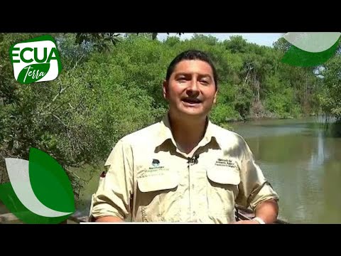 Reserva ecológica de Manglar Churute | Ecuaterra | Ecuavisa