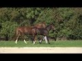 Dressage horse Superbe poulain TIANO DES MOISSONS (Blue hors santiano x Daily Diamond)