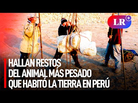Hallazgo HISTÓRICO en PERÚ: descubren RESTOS del ANIMAL más PESADO que ha VIVIDO en la TIERRA | #LR