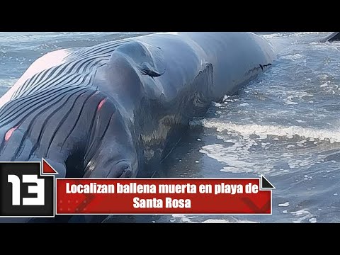 Localizan ballena muerta en playa de Santa Rosa