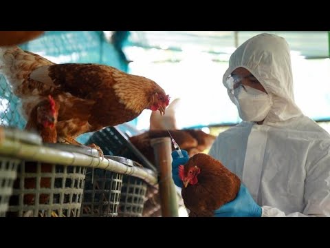 Conozca los síntomas de la gripe aviar y las recomendaciones sanitarias