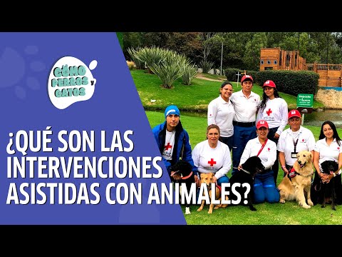 ¿En qué consisten las intervenciones asistidas con animales