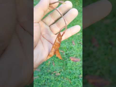 แขนงเหี่ยวแห้งแบบนี้ระวัง