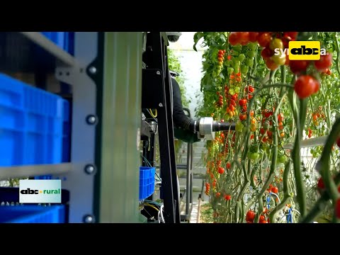 Robot que cosecha tomates