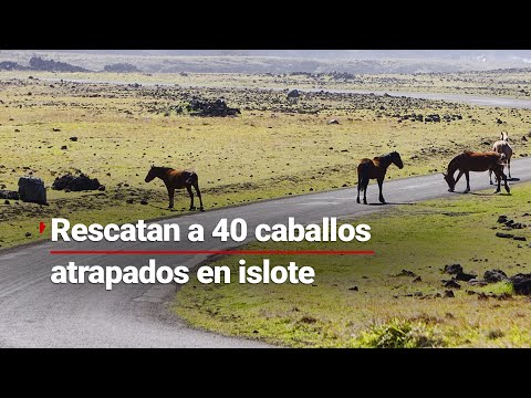 Caballos se quedan atrapados en islote debido a las tormentas: ¡LOS SALVARON UNO POR UNO!