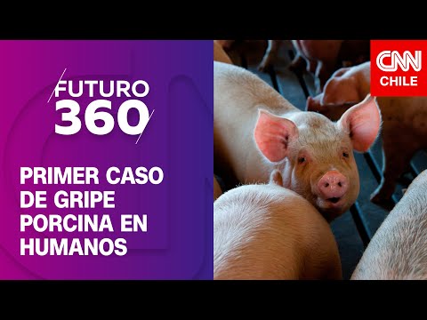 Detectan primer caso de gripe porcina en humanos | Bloque científico de Futuro 360