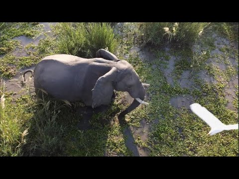 Les attaques meurtrières d'éléphants se multiplient au Zimbabwe • FRANCE 24