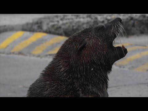 Rabies outbreak in South African seals thought to be first time virus has spread in sea mammals