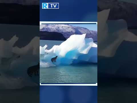 ¡Sorprendente! Encontraron un puma en un iceberg