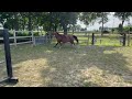 Show jumping horse hengst veulen uit goede moederlijn