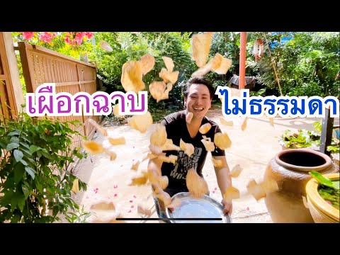 เผือกฉาบ-วิธีกินที่ไม่ธรรมดา-ม เผือกฉาบ-วิธีกินที่ไม่ธรรมดา-ม