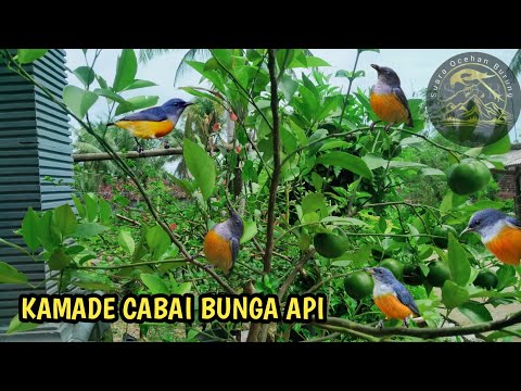 SUARA BURUNG CABAI BUNGA API#kemade