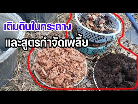 เติมดินในกระถางโหระพาและบอกสูต