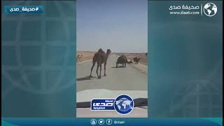 خطورة الإبل السائبة