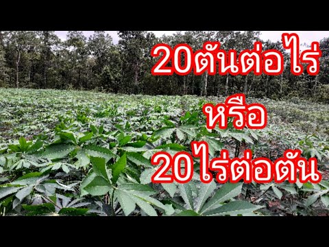 #20ตันต่อไร่-กับการปลูกมันสำปะ #20ตันต่อไร่-กับการปลูกมันสำปะ