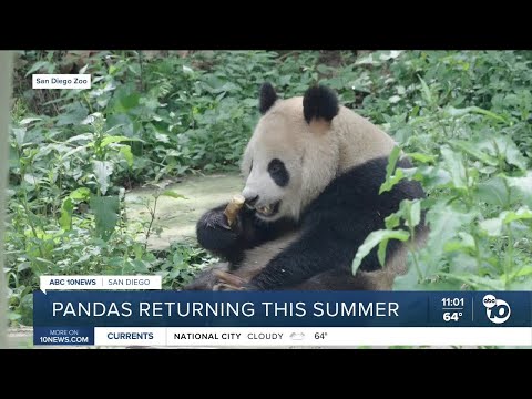 2 giant pandas from China expected to arrive at San Diego Zoo