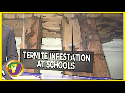 Termite Infestation at Some Schools in Jamaica | TVJ News - July 26 2021