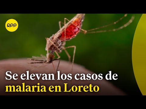 Se incrementan los casos de malaria en Loreto a más de 6500