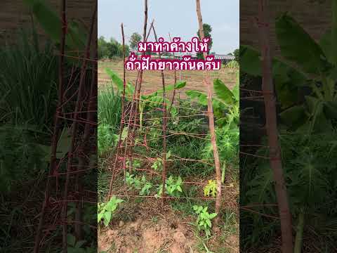 ชีวิตเกษตรกรทำค้างถั่วฝักยาว