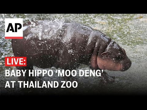 LIVE: Baby pygmy hippo ‘Moo Deng’ at Thailand zoo