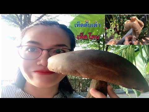 เห็ดตับเต่ายักษ์-เห็ดโคน-giant เห็ดตับเต่ายักษ์-เห็ดโคน-giant
