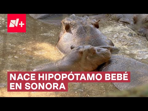 Así es el hipopótamo bebé sonorense - N+