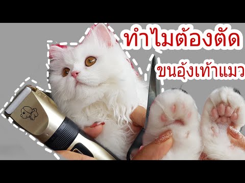 วิธีตัดขนอุ้งเท้าน้องแมว😺ทำไมต