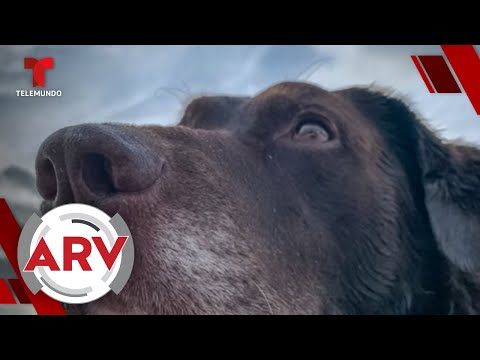 10 cosas que los perros podrían predecir en la vida de humanos | Al Rojo Vivo | Telemundo