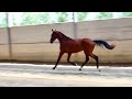 Dressage horse Stoere 2-jarige Kjento X Everdale hengst