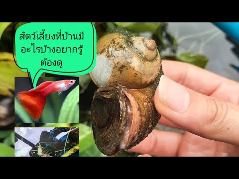 สัตว์เลี้ยงหน้าบ้าน-กุ้ง-หอย-ป สัตว์เลี้ยงหน้าบ้าน-กุ้ง-หอย-ป