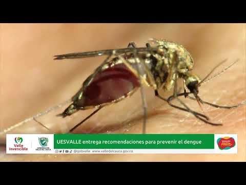UESVALLE brinda recomendaciones para el dengue