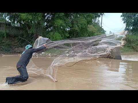 ฝนตกปลาขึ้นหว่านแหได้เยอะมาก