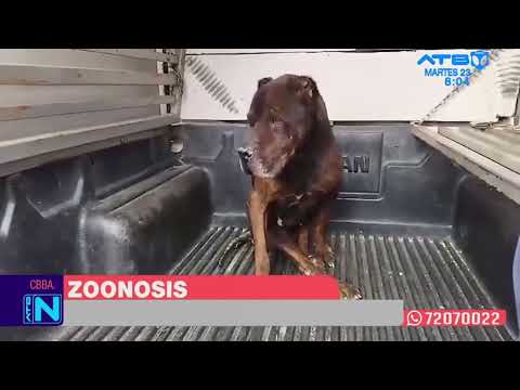 Vecinos alertan a Zoonosis sobre un caso de maltrato animal en Cochabamba