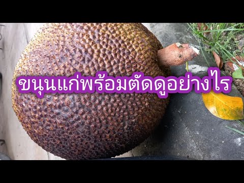 ขนุนแก่พร้อมตัดดูอย่างไร