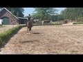 Dressuurpaard Getalenteerd dressuurpaard